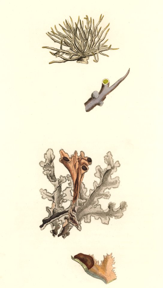 Iceland moss (Cetraria islandica) illustration from Medical Botany (1836) by John Stephenson and James Morss Churchill.