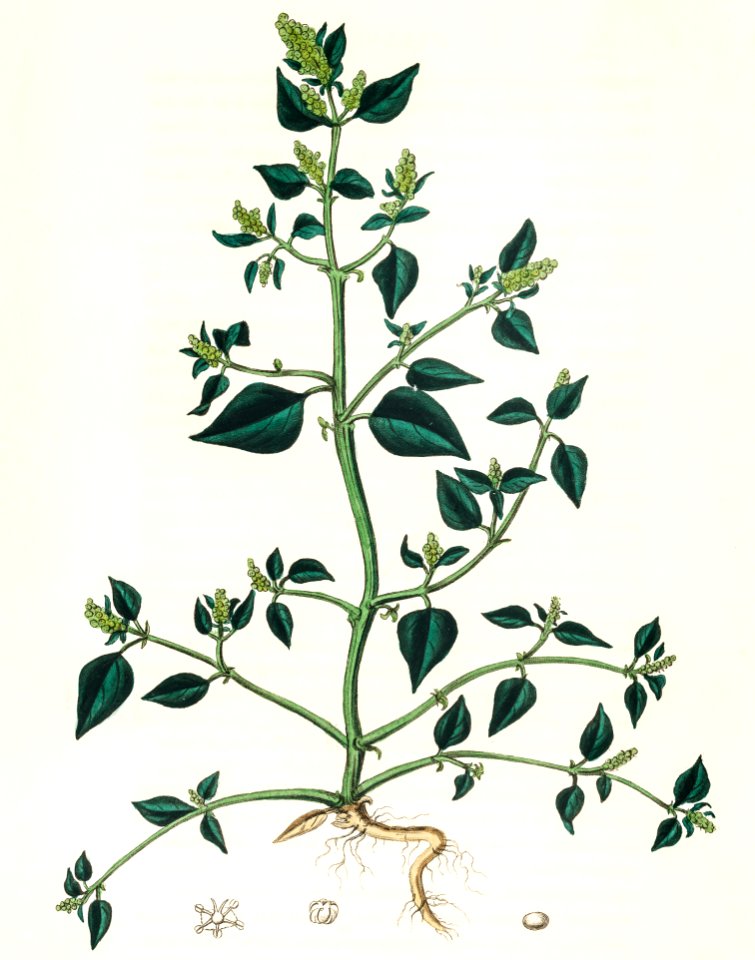 Chenopodium olidum illustration from Medical Botany (1836) by John Stephenson and James Morss Churchill.
