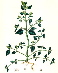 Chenopodium olidum illustration from Medical Botany (1836) by John Stephenson and James Morss Churchill.. Free illustration for personal and commercial use.