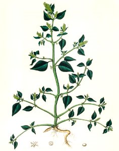 Chenopodium olidum illustration from Medical Botany (1836) by John Stephenson and James Morss Churchill.
