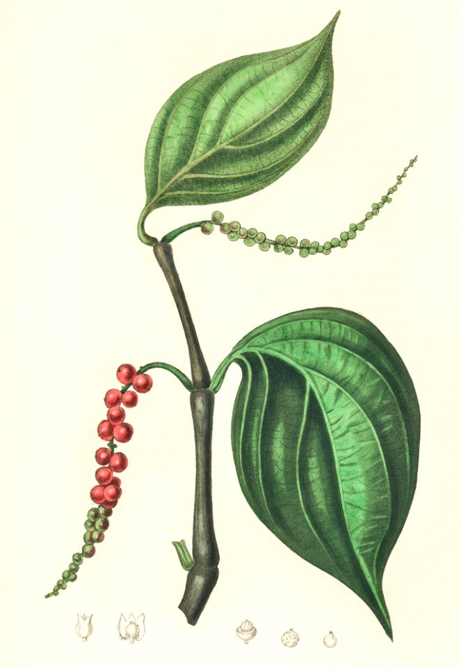 Black pepper (Piper nigrum) illustration from Medical Botany (1836) by John Stephenson and James Morss Churchill.