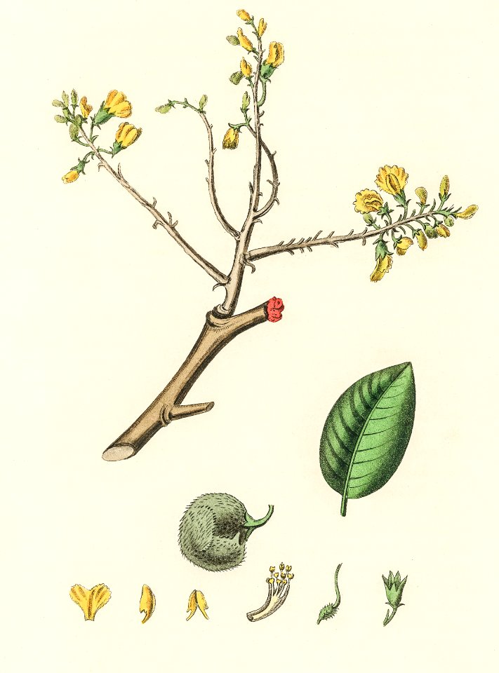 Barwood (Pterocarpus erinaceus) illustration from Medical Botany (1836) by John Stephenson and James Morss Churchill.