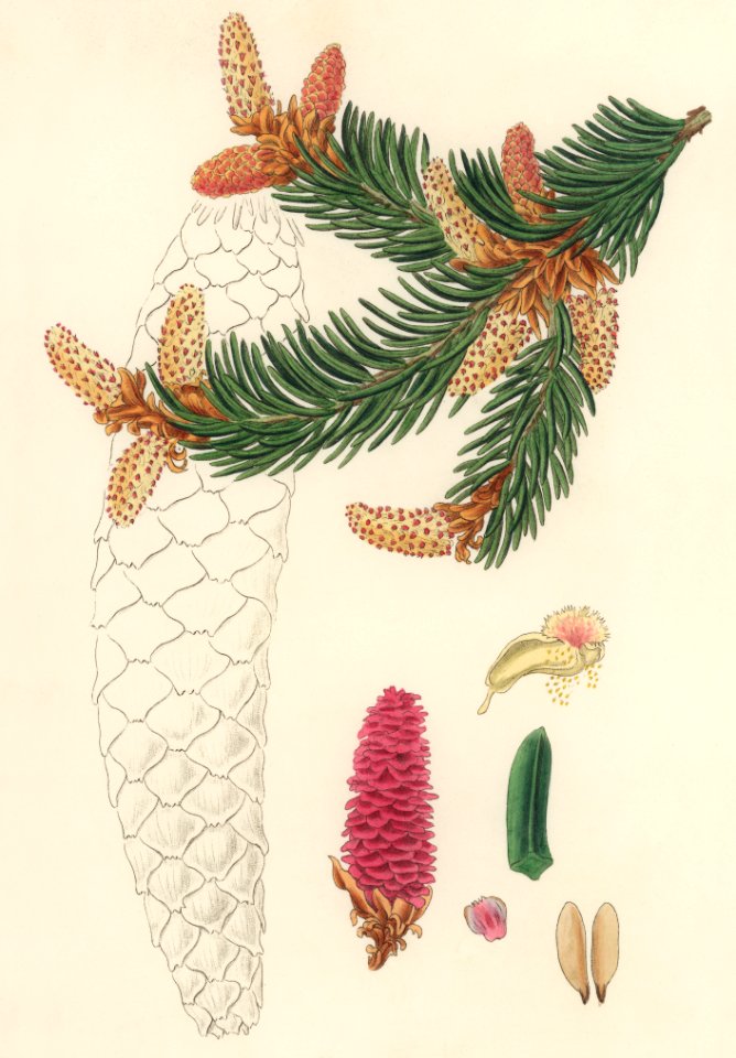 Norway spruce (Pinus Abies) illustration from Medical Botany (1836) by John Stephenson and James Morss Churchill.