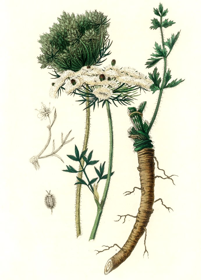 Wild carrot (daucus carota) illustration from Medical Botany (1836) by John Stephenson and James Morss Churchill.