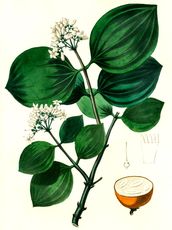Poison nu (Strychnos nux-vomica) illustration from Medical Botany (1836) by John Stephenson and James Morss Churchill.