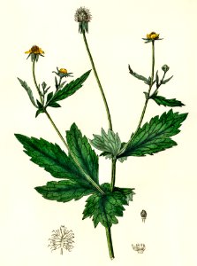 Wood avens (Geum urbanum) illustration from Medical Botany (1836) by John Stephenson and James Morss Churchill.