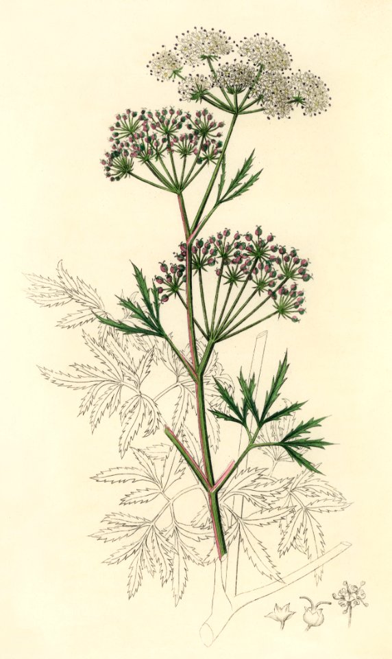 Cowbane (Cicuta virosa) illustration from Medical Botany (1836) by John Stephenson and James Morss Churchill.