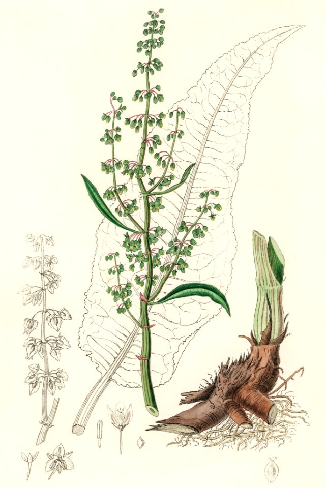 Water dock (Rumex hydrolapathum) illustration from Medical Botany (1836) by John Stephenson and James Morss Churchill.