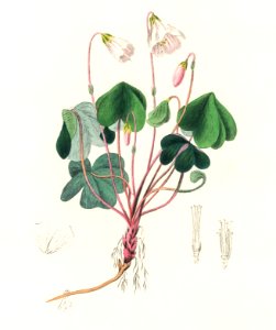 Wood sorrel (Oxalis acetosella) illustration from Medical Botany (1836) by John Stephenson and James Morss Churchill.