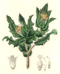 Holy thistle (Centaurea benedicta) illustration from Medical Botany (1836) by John Stephenson and James Morss Churchill.. Free illustration for personal and commercial use.