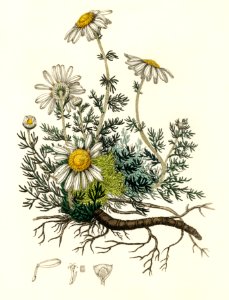 Chamomile (Anthemis nobilis) illustration from Medical Botany (1836) by John Stephenson and James Morss Churchill.. Free illustration for personal and commercial use.