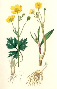 Lesser spearwort (Ranunculus flammula) illustration from Medical Botany (1836) by John Stephenson and James Morss Churchill.. Free illustration for personal and commercial use.