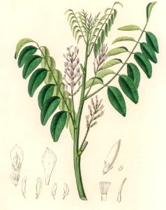 Liquorice (Glycyrrhiza glabra) illustration from Medical Botany (1836) by John Stephenson and James Morss Churchill.. Free illustration for personal and commercial use.