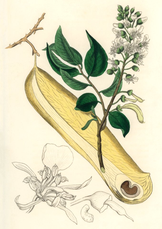 Myroxylon peruiferum illustration from Medical Botany (1836) by John Stephenson and James Morss Churchill.