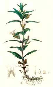 Gratiola officinalis illustration from Medical Botany (1836) by John Stephenson and James Morss Churchill.