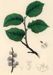 Ulmus campestris illustration from Medical Botany (1836) by John Stephenson and James Morss Churchill.. Free illustration for personal and commercial use.