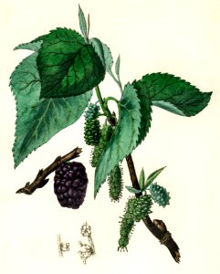 Black mulberry (Morus nigra) illustration from Medical Botany (1836) by John Stephenson and James Morss Churchill.. Free illustration for personal and commercial use.