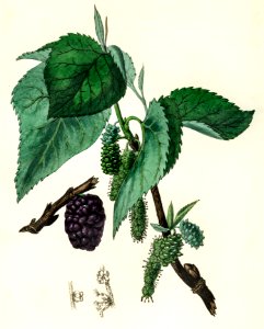 Black mulberry (Morus nigra) illustration from Medical Botany (1836) by John Stephenson and James Morss Churchill.