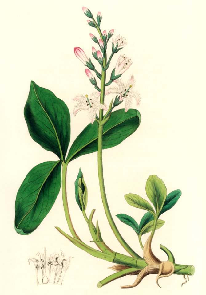 Bogbean (Menyanthes trifoliata) illustration from Medical Botany (1836) by John Stephenson and James Morss Churchill.