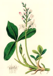 Bogbean (Menyanthes trifoliata) illustration from Medical Botany (1836) by John Stephenson and James Morss Churchill.. Free illustration for personal and commercial use.