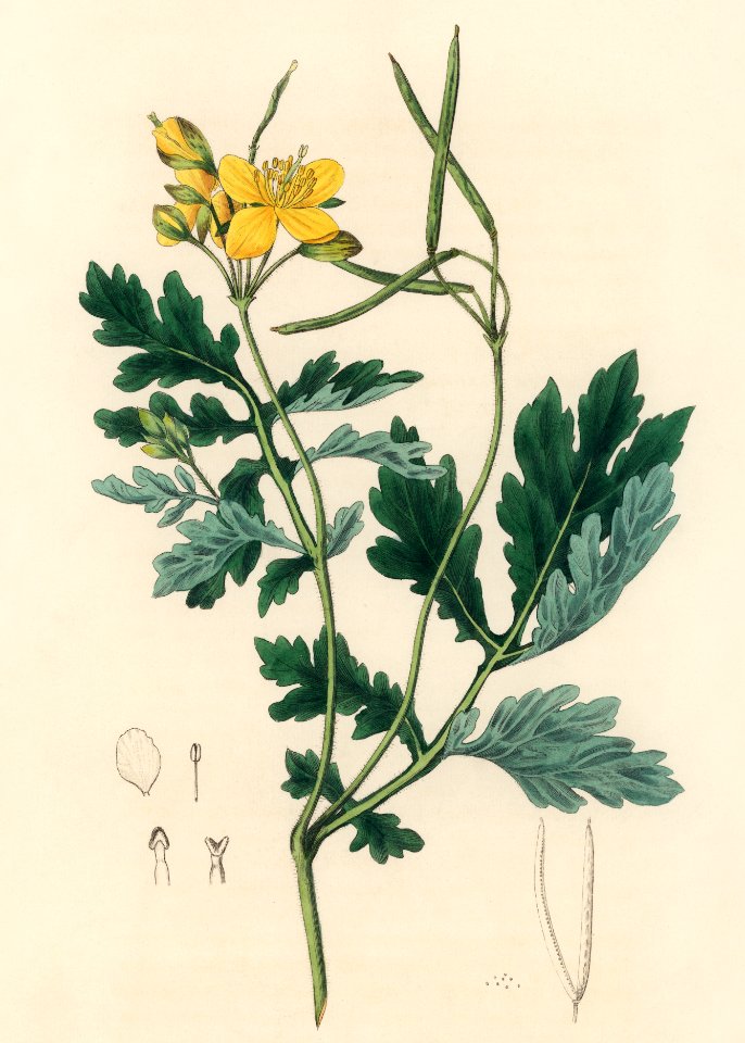 Greater celandine (Chelidonium majus) illustration from Medical Botany (1836) by John Stephenson and James Morss Churchill.