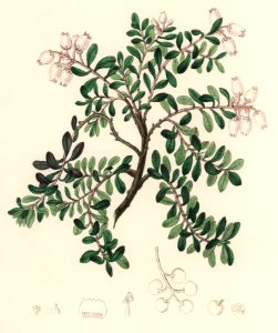 Bearberry (Arbutus uva ursi) illustration from Medical Botany (1836) by John Stephenson and James Morss Churchill.. Free illustration for personal and commercial use.