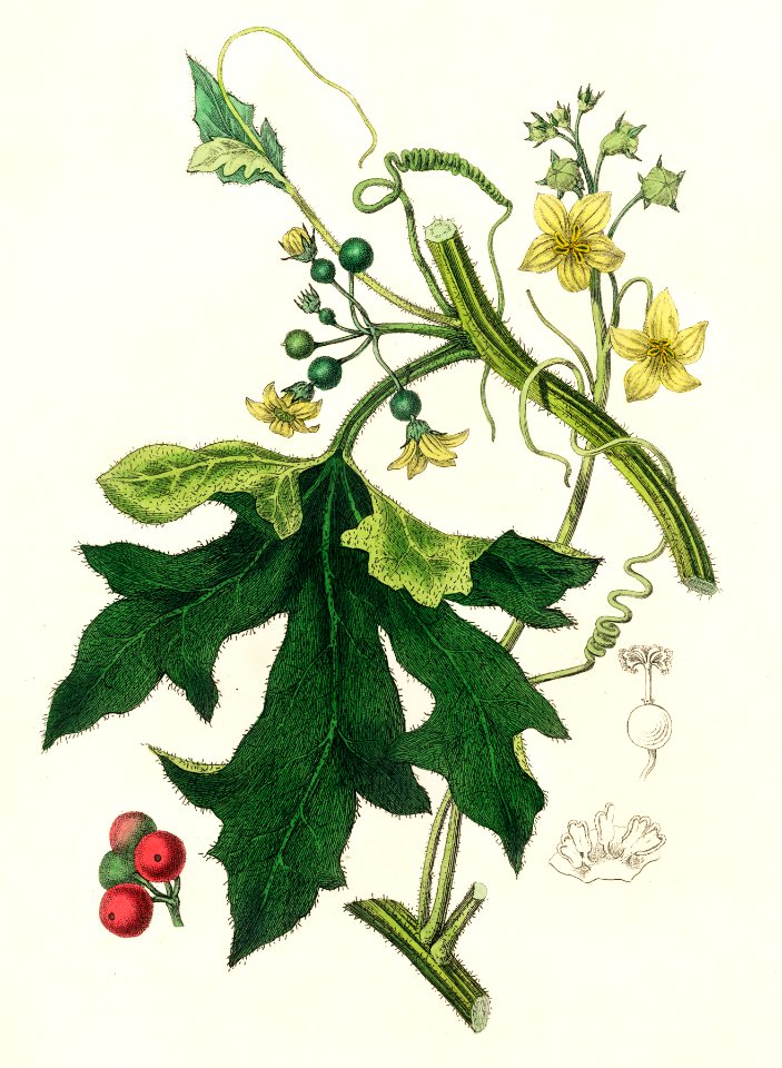 English mandrake (Bryonia dioica) illustration from Medical Botany (1836) by John Stephenson and James Morss Churchill.