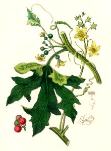 English mandrake (Bryonia dioica) illustration from Medical Botany (1836) by John Stephenson and James Morss Churchill.. Free illustration for personal and commercial use.