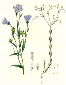 Flax (Linum) illustration from Medical Botany (1836) by John Stephenson and James Morss Churchill.. Free illustration for personal and commercial use.