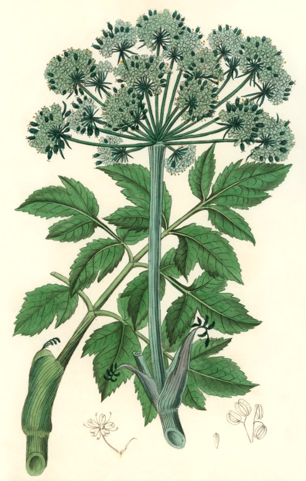 Angel changelica illustration from Medical Botany (1836) by John Stephenson and James Morss Churchill.