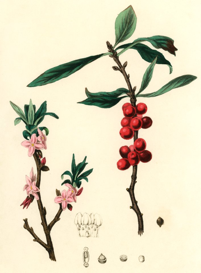February daphne (Daphne mezereum) illustration from Medical Botany (1836) by John Stephenson and James Morss Churchill.