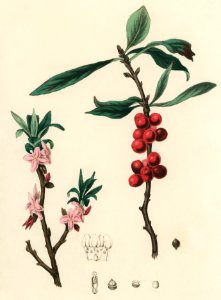 February daphne (Daphne mezereum) illustration from Medical Botany (1836) by John Stephenson and James Morss Churchill.. Free illustration for personal and commercial use.