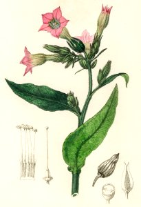 Nicotiana tabacum illustration from Medical Botany (1836) by John Stephenson and James Morss Churchill.. Free illustration for personal and commercial use.