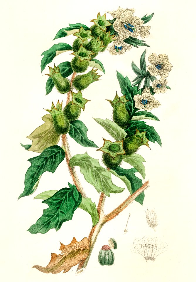 Henbane (Hyoscyamus niger) illustration from Medical Botany (1836) by John Stephenson and James Morss Churchill.
