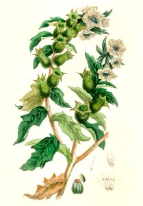 Henbane (Hyoscyamus niger) illustration from Medical Botany (1836) by John Stephenson and James Morss Churchill.. Free illustration for personal and commercial use.