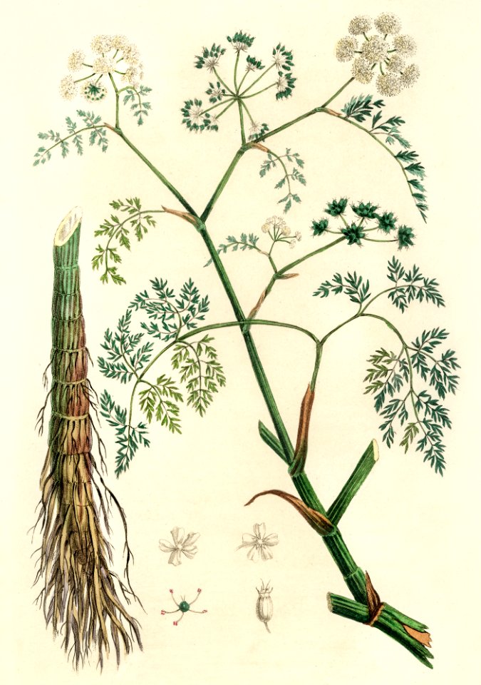 Phellandrium aguaticum illustration from Medical Botany (1836) by John Stephenson and James Morss Churchill.