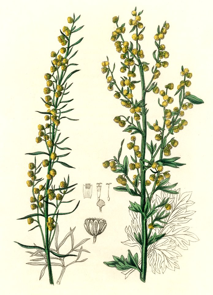 Mugwort (Artemisia) illustration from Medical Botany (1836) by John Stephenson and James Morss Churchill.