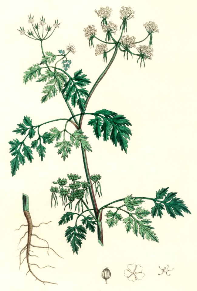 Poison parsley (Aethusa cynapium) illustration from Medical Botany (1836) by John Stephenson and James Morss Churchill.