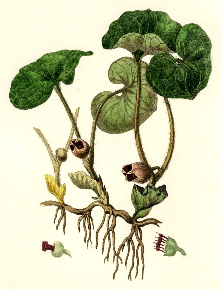European Wild Ginger (Asarum europaeum) illustration from Medical Botany (1836) by John Stephenson and James Morss Churchill.