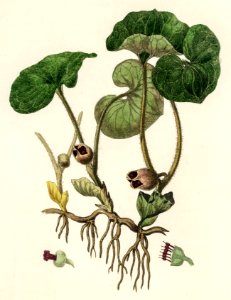 European Wild Ginger (Asarum europaeum) illustration from Medical Botany (1836) by John Stephenson and James Morss Churchill.. Free illustration for personal and commercial use.