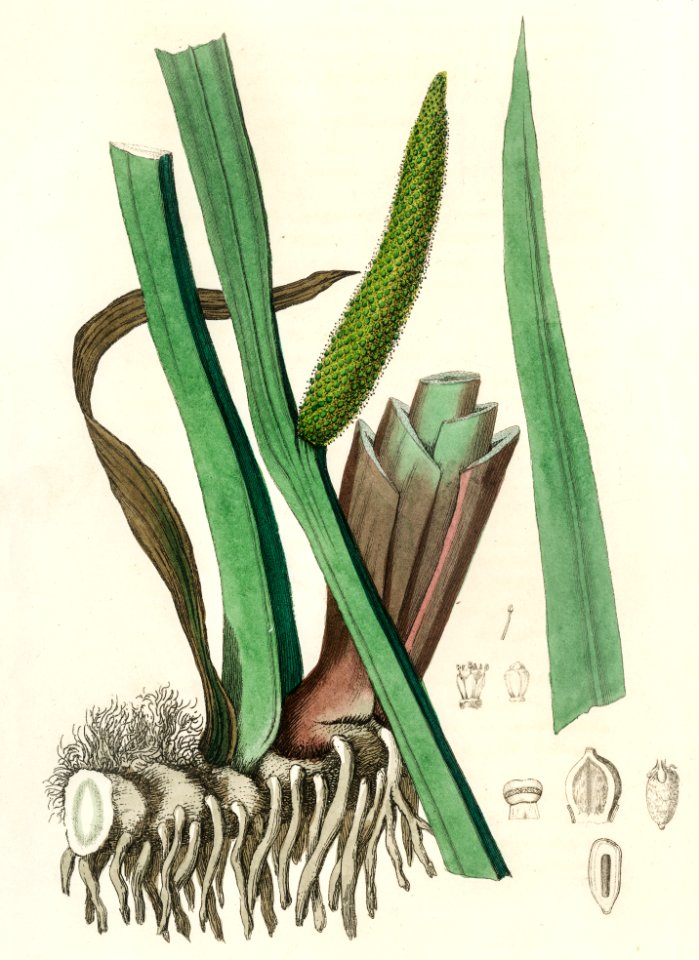 Sweet flag (Acorus calamus) illustration from Medical Botany (1836) by John Stephenson and James Morss Churchill.