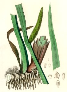 Sweet flag (Acorus calamus) illustration from Medical Botany (1836) by John Stephenson and James Morss Churchill.. Free illustration for personal and commercial use.