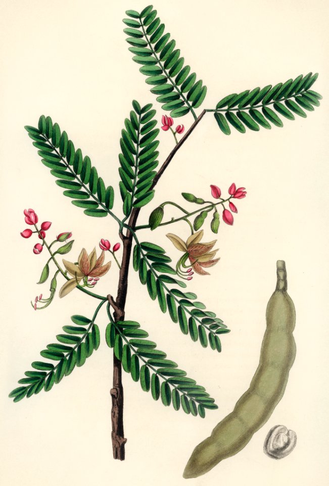 Tamarind (Tamarindus indica) illustration from Medical Botany (1836) by John Stephenson and James Morss Churchill.