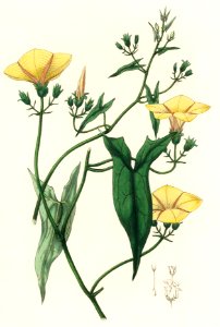 Scammony (Convolvulus scammonia) illustration from Medical Botany (1836) by John Stephenson and James Morss Churchill.. Free illustration for personal and commercial use.