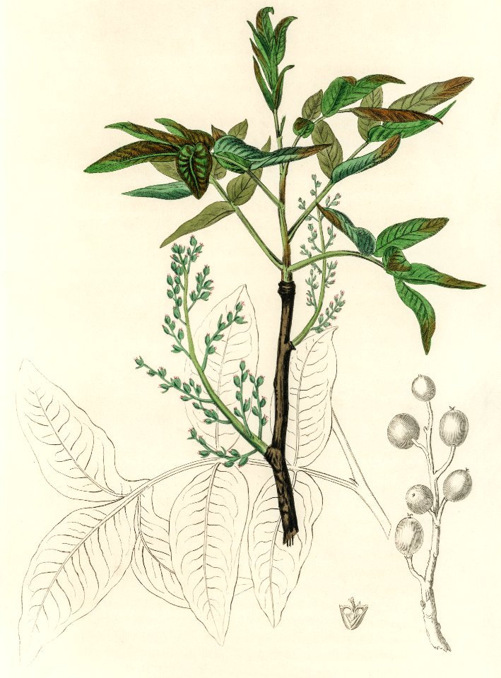 Terebinth (Pistacia terebinthus) illustration from Medical Botany (1836) by John Stephenson and James Morss Churchill.