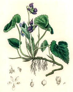 English violet (Viola odorata) illustration from Medical Botany (1836) by John Stephenson and James Morss Churchill.