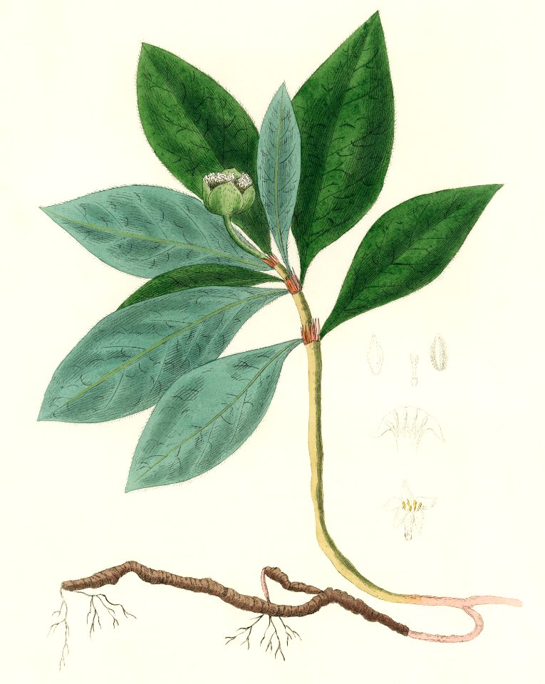 Cephaelis lpecacuanha illustration from Medical Botany (1836) by John Stephenson and James Morss Churchill.