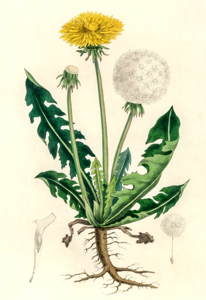 Leontodon taraxacuma illustration from Medical Botany (1836) by John Stephenson and James Morss Churchill.