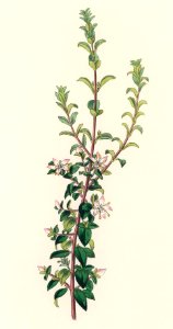 Diosma crenata illustration from Medical Botany (1836) by John Stephenson and James Morss Churchill.