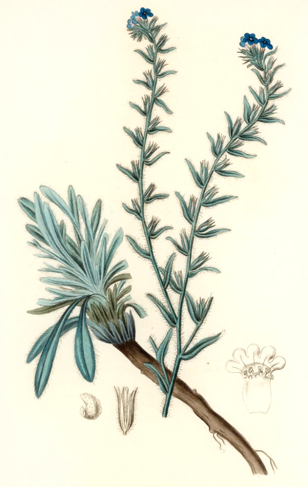 Common bugloss (Anchusa tinctoria) illustration from Medical Botany (1836) by John Stephenson and James Morss Churchill.